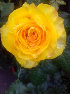Nature yellow petals