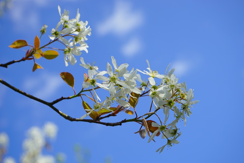 Blütenmeer spring tree