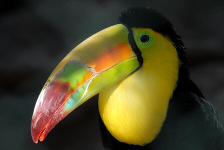 Tucan ave nature