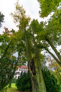 Perspective deciduous tree wide angle