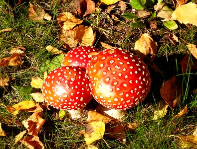 Amanita muscaria mushrooms autumn