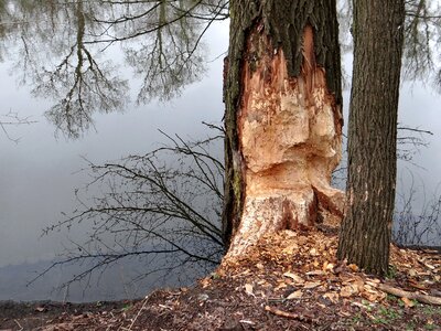 Beavers tama nature