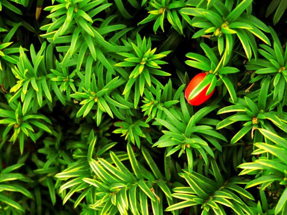 Leaves background texture