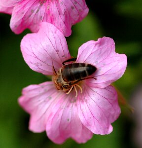 Garden pollinating insect photo