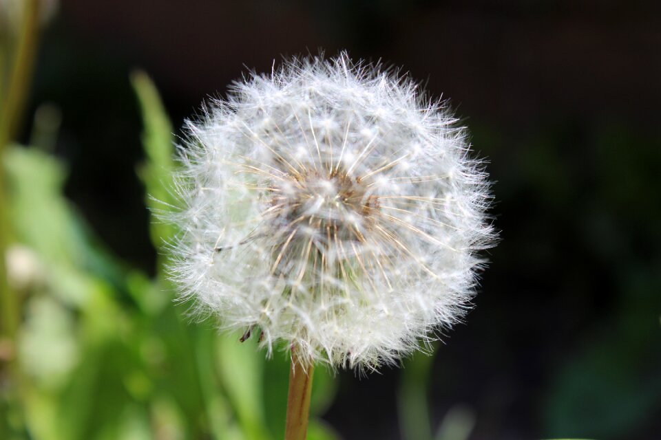 Close up nature plant
