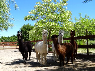 Alpaca family wool