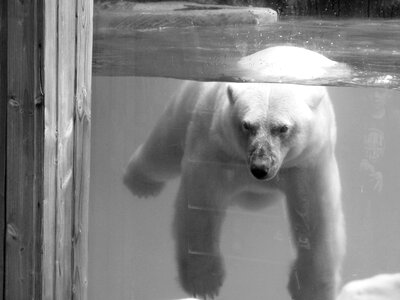 Wild animal the bear mammal photo
