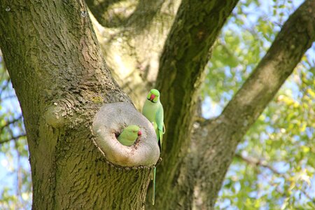 Amsterdam animals park