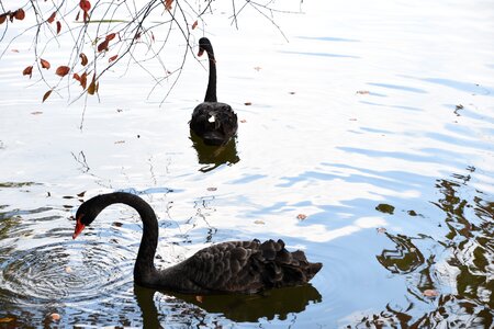 Swan black swan red leaves