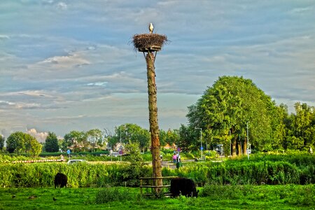 Stork stork nest ciconia