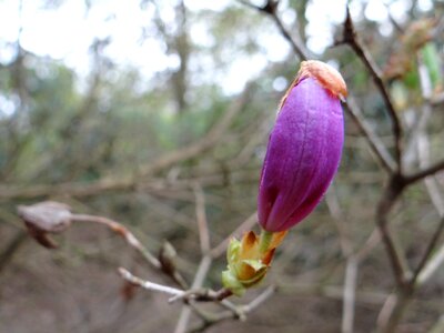 Plant magnolia branches flower buds photo