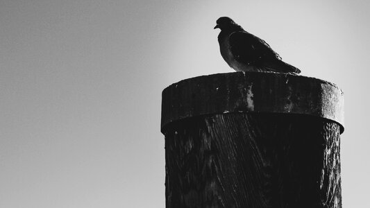 City pigeon seevogel plumage photo