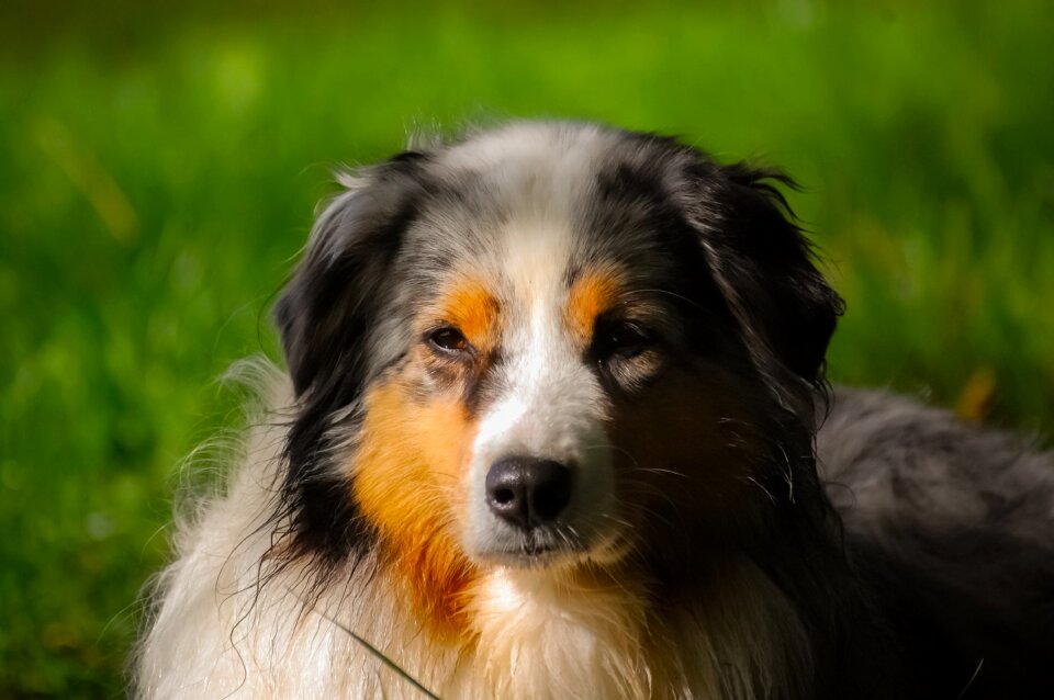 Australian shepherd domestic animal sheepdog