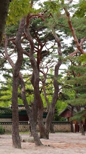 Pine tree nature natural