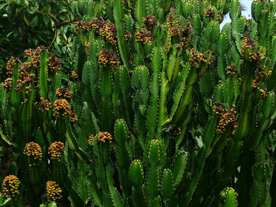 Bloom euphorbia trigona euphorbia hermentiana