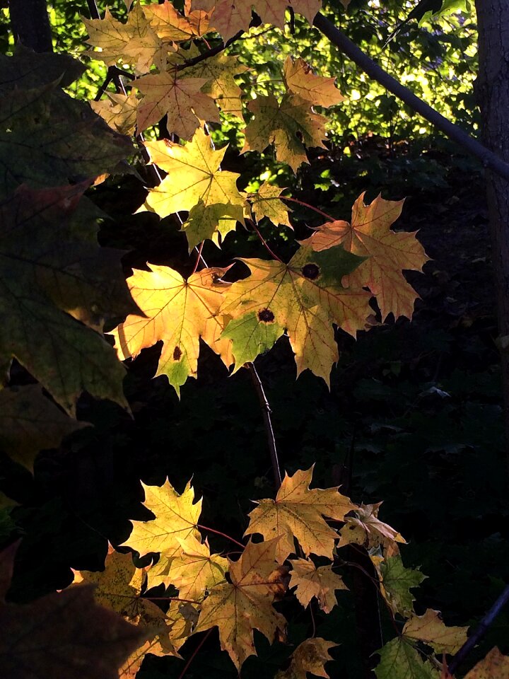 September leaves autumn light