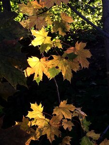 September leaves autumn light