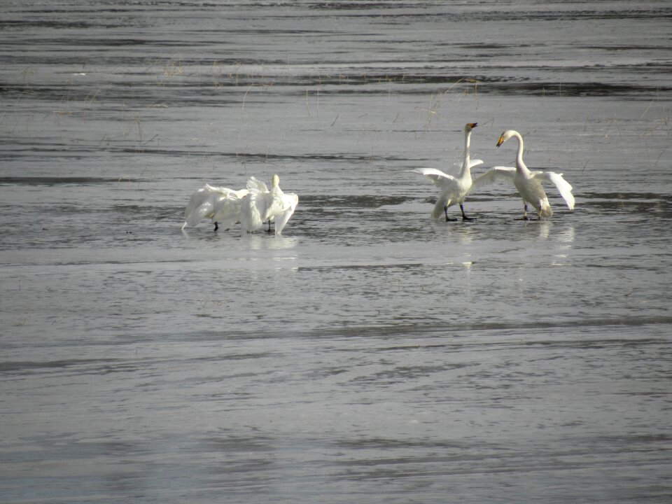 Swan spring mating