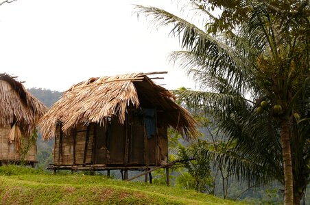 Stilt cottage palm trees