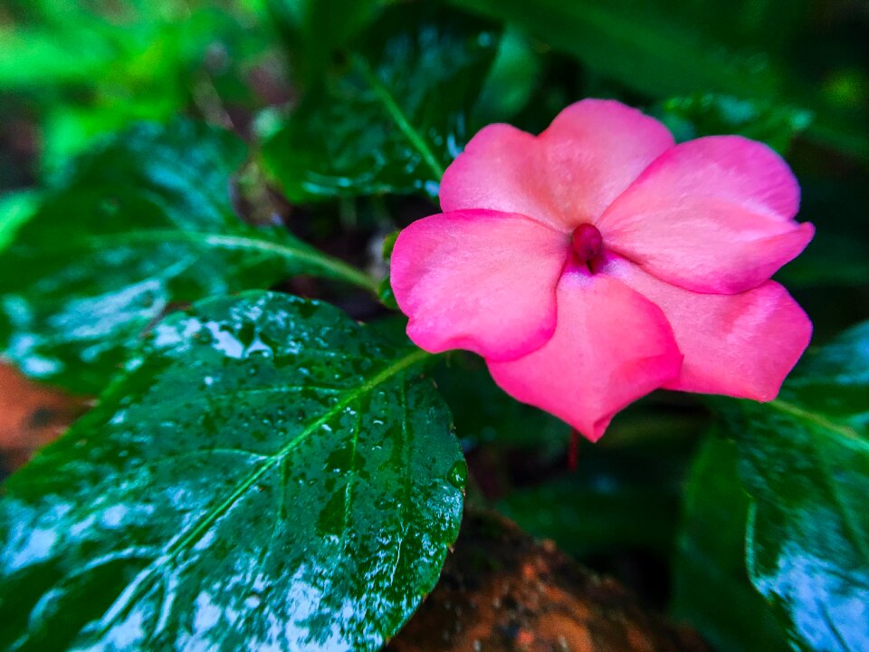 Pink flowers flower petal