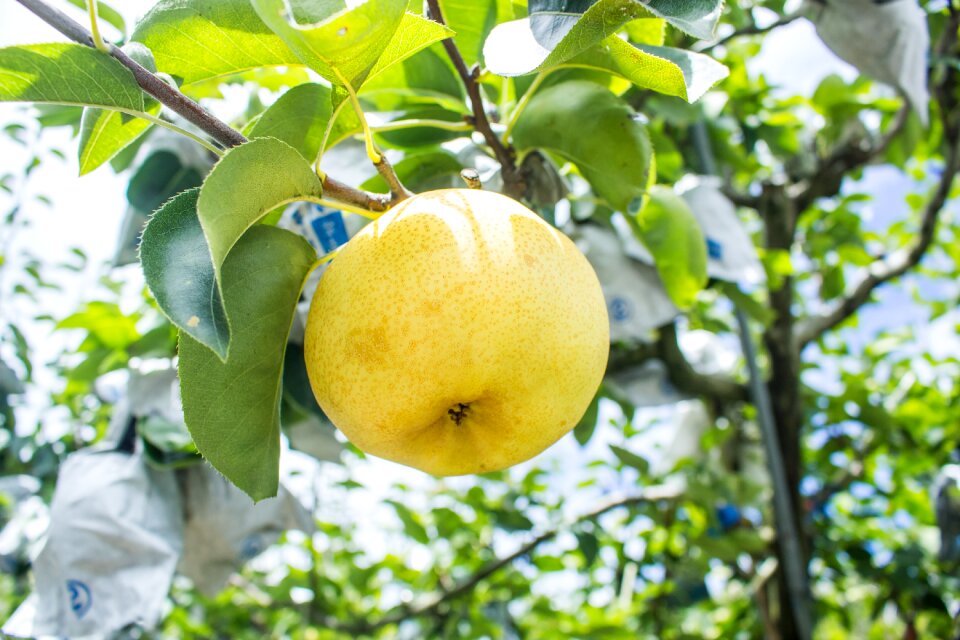 Pear fruit summer fruit