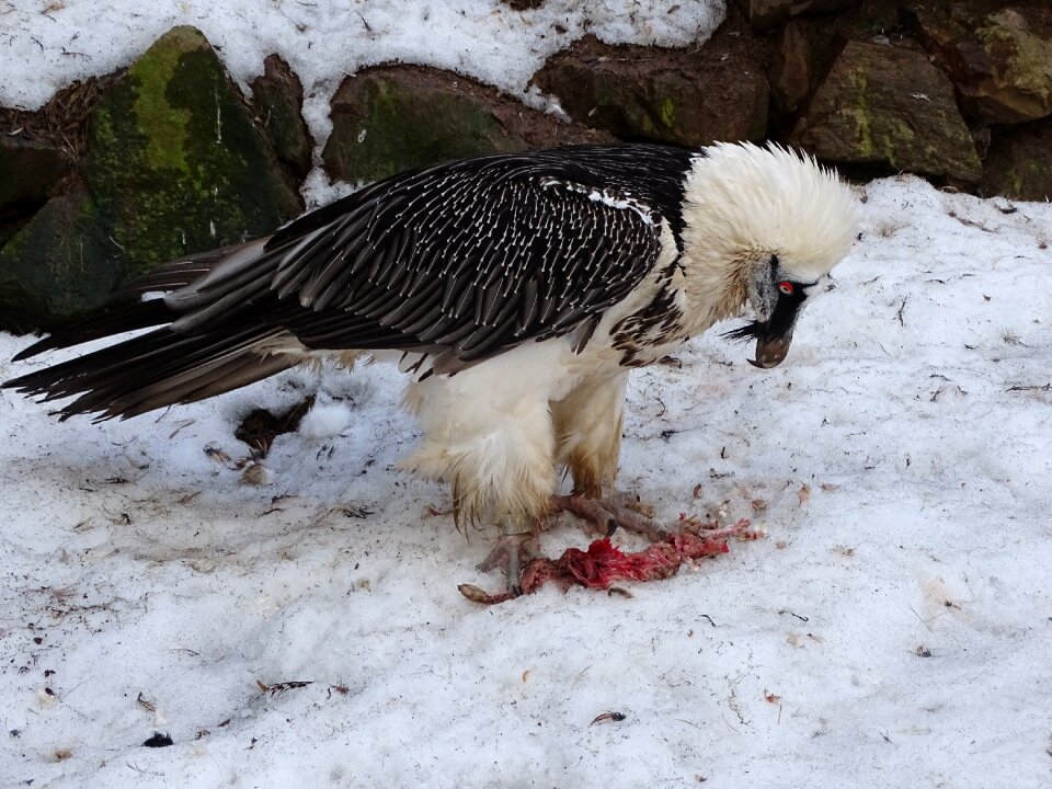 Birds breeding raptors beak