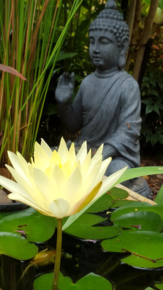 Waterlily buddhism meditation