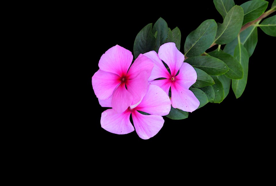 Flower tapeworm flowers
