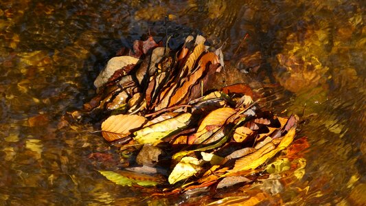 Leaves orange