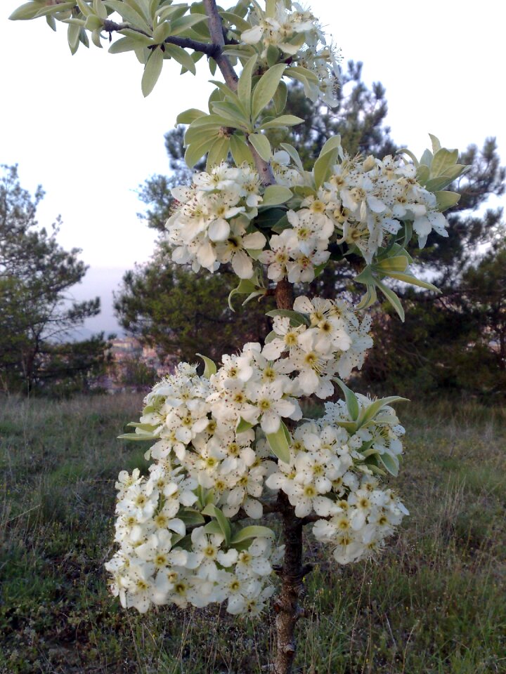Ahlat wild pear flower