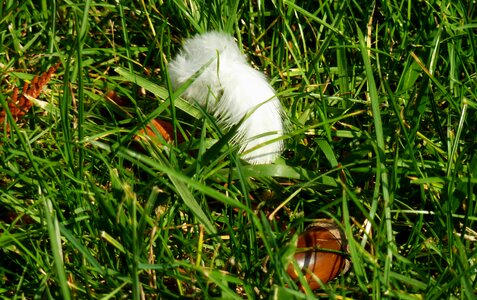 Nature leaves park