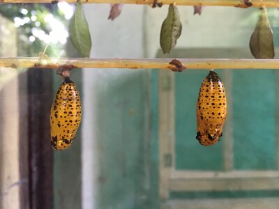 Wildlife biology chrysalis