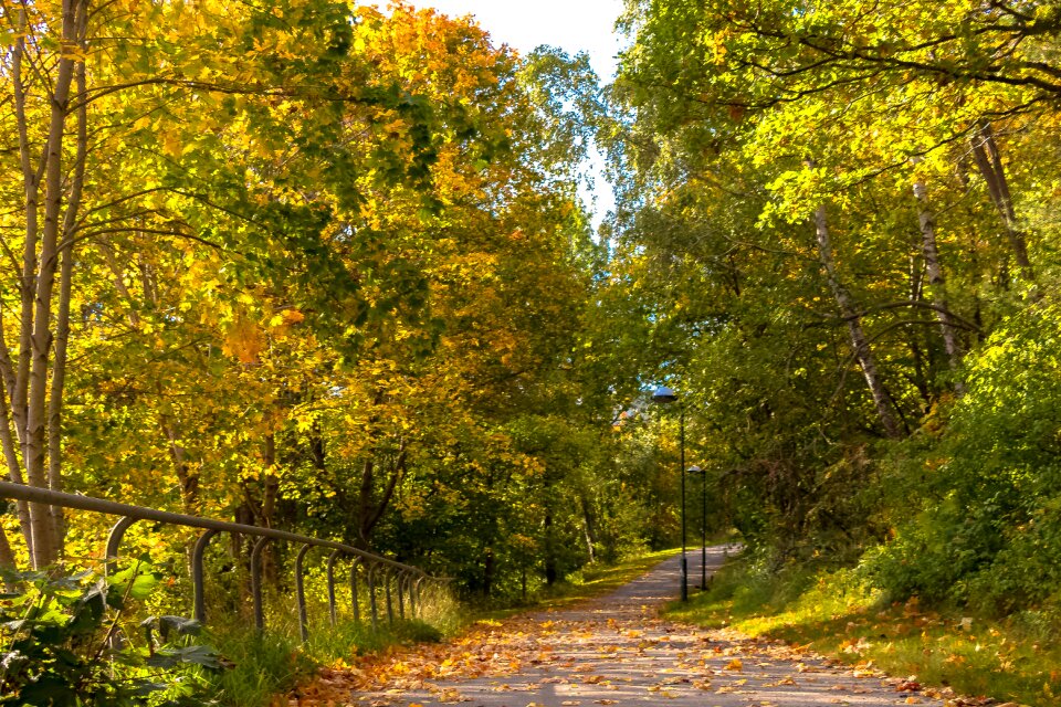 Landscape foliage forest