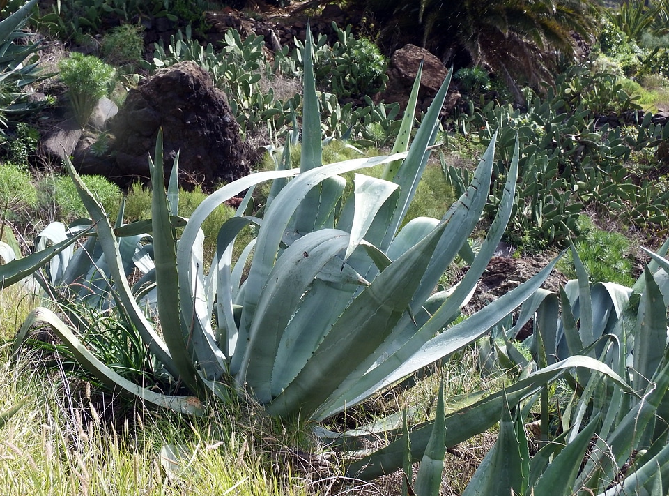 Cactus succulent plant