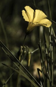 Yellow foraging green