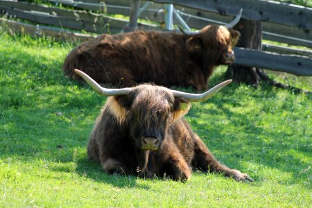Hoofed animals cows horn