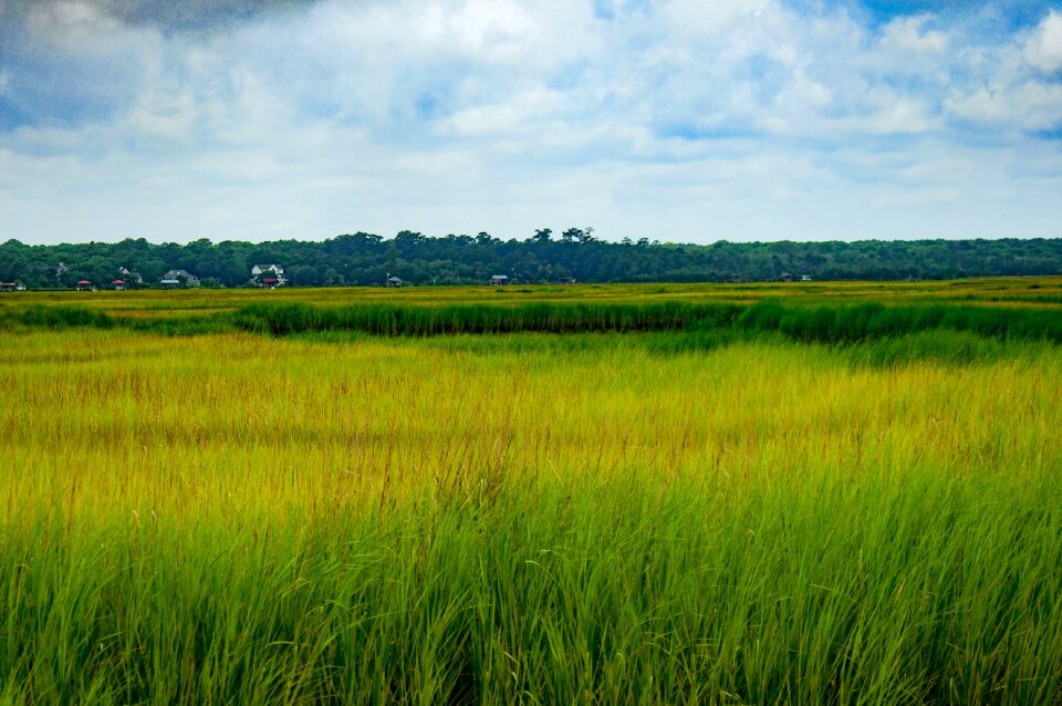 Grass charleston sc