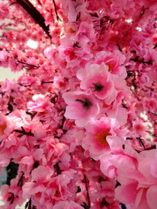 Pink blossom floral