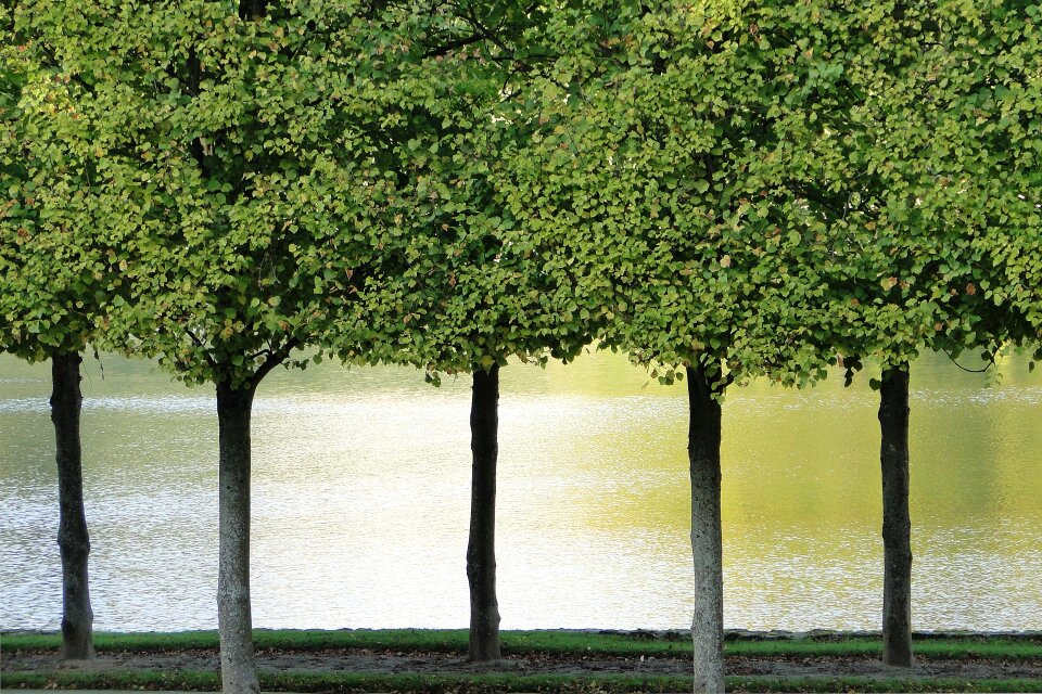 Nature pond landscape