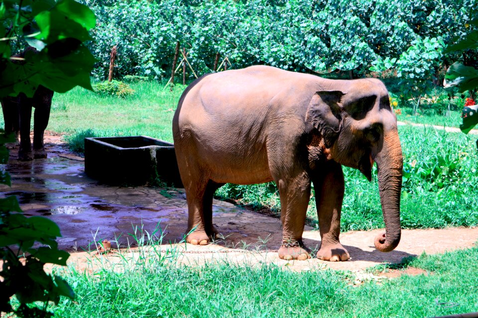 Nature wildlife animals