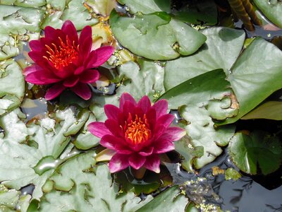 Water lily red flower basin photo