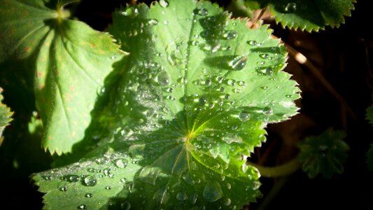 Nature green plant