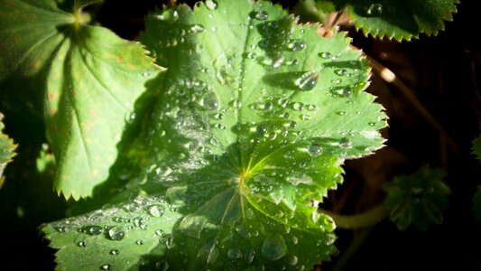 Nature green plant photo