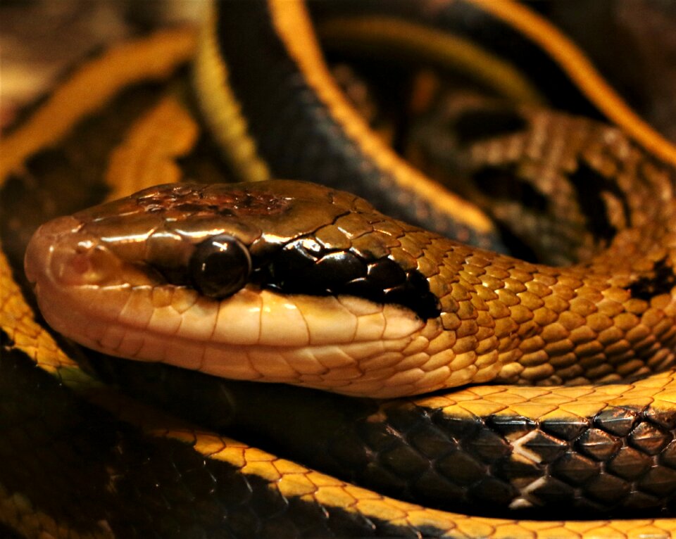 Animal brown snake