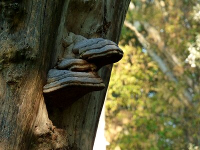 Sponge tree trunk nature