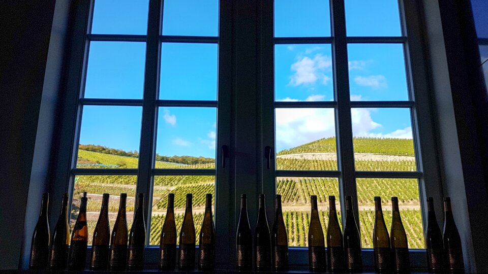 Wine vineyard nature