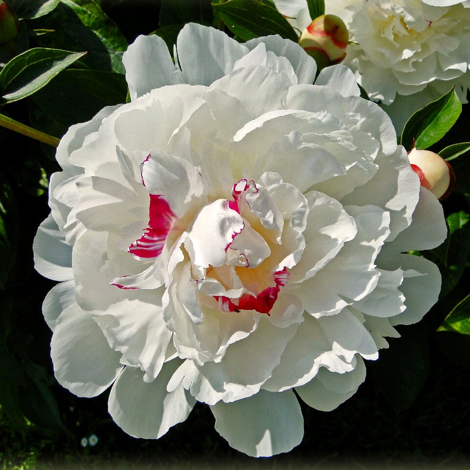 Nature white flower petals photo