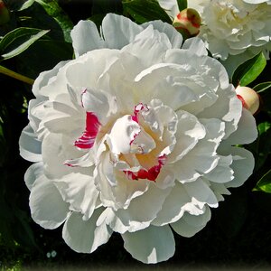 Nature white flower petals