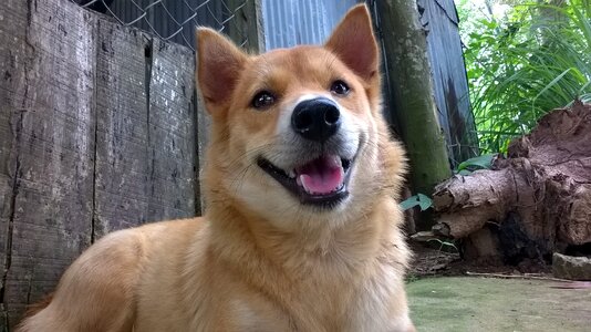 Gold beautiful dogs vietnam