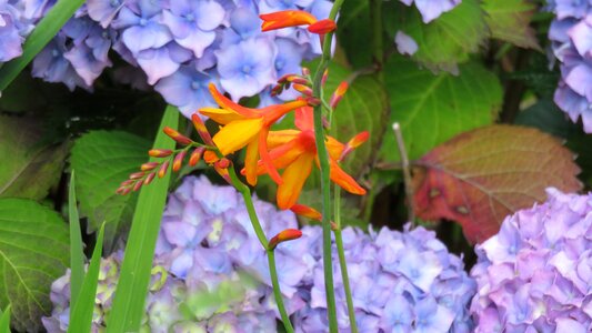 Color garden plant bloom